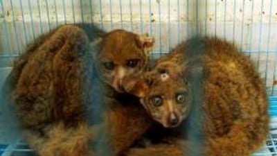 The bush babies in the Al Ain pet store were clearly in poor health.