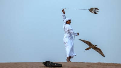 A falcon swoops as the falconer swings the lure