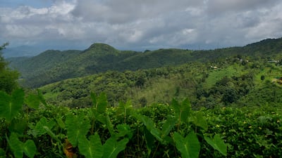 A tea plantation in the Wayanad District of Kerala, where deforestation and climate change has ravaged the Unesco heritage-listed Western Ghats mountain range in India. AFP