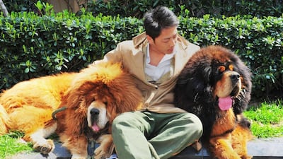This picture taken on March 18, 2014 shows an unidentified man posing for a photo with two Tibetan mastiffs after they were sold at a “luxury pet” fair in Hangzhou, in eastern China’s Zhejiang province. One of the Tibetan mastiff puppies was sold in China for about US$2m. AFP Photo