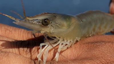 A full grown shrimp at the grow out section of Al Jaraf Fisheries.