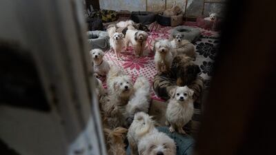 The legislation would require dog owners in Egypt to register their animals with relevant authorities after paying fees. Mahmoud Nasr / The National