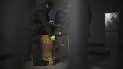 War cub by Michal Siarek, from Poland, which has been Highly Commended in the Photojournalism category. Michal Siarek / Wildlife Photographer of the Year / PA