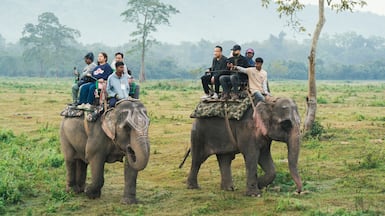 Assam is known for its sprawling tea estates, rich wildlife and the Brahmaputra River. Getty Images