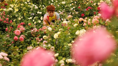 A visitor takes photographs of roses in the main pavilion at the RHS Chelsea Flower Show in London. Getty Images