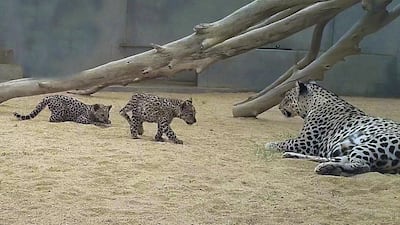 Two Arabian leopard cubs have been born in Saudi Arabia. Courtesy Saudi Arabia’s Royal Commission for AlUla