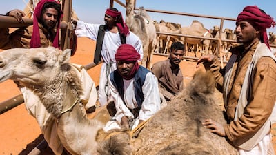 Camels must be checked to see if owners have tampered with their looks ahead of the beauty contest. Maxime Fossat for The National