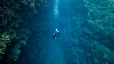 A diver searches for lionfish in Telascica Nature Park near Sali, Croatia. Reuters