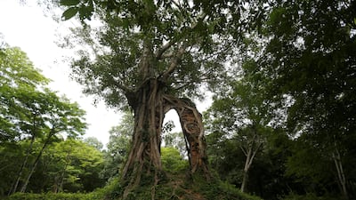 A tree is seen at Sambor Prei Kuk, or 'the temple in the richness of the forest'. Samrang Pring / Reuters