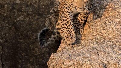 Bera contains the highest concentration of leopards on the planet. Courtesy Jawai Wild Camp