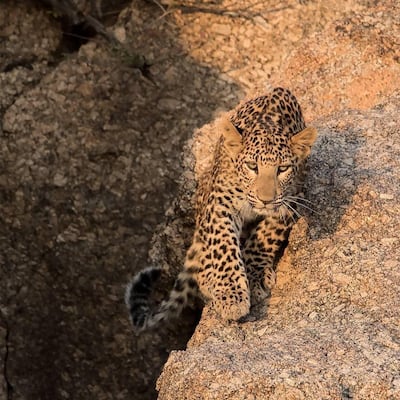 Bera contains the highest concentration of leopards on the planet. Courtesy Jawai Wild Camp
