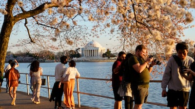 People under the Cherry Blossom trees, Monday, March 21, 2022, as the trees reach their peek bloom in Washington. (AP Photo / Pablo Martinez Monsivais)