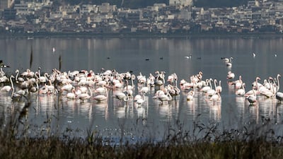 Flamingos feed in the Sijoumi mudflat on the southern outskirts of Tunisia's capital Tunis. The lagoon, one of North Africa's most important wetlands that became a dumping ground during decades of urbanisation. AFP