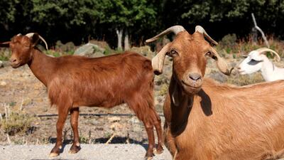 Goats walk by a car on a road near Kato Meria village, on Samothraki island, northeastern Greece. AP Photo