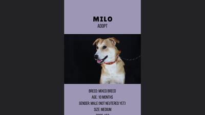 Milo, 10 months, male.