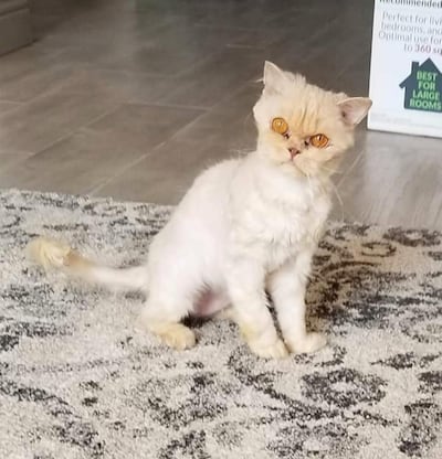 Lucy, a cat rescued in Sharjah, shown soon after recovering. Courtesy: Fawaz Kanaan