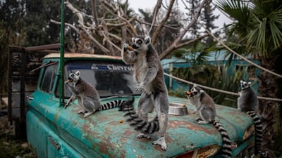 Ring-tailed lemurs at the Buin Zoo in Santiago, Chile. The largest private zoo in Chile, experiencing a serious economic crisis because of prolonged quarantine measures, has begun a campaign, Sponsor an Anima”, to raise money to maintain the animals. AP Photo