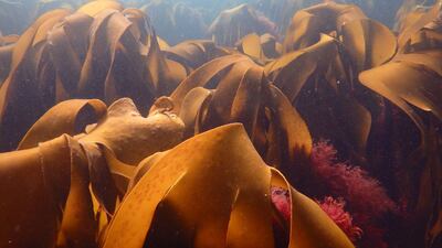 There are now more than 30 kelp farmers in Maine, of whom the overwhelming majority are former lobstermen. PA