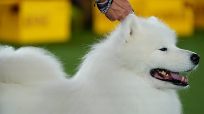 Striker, a Samoyed, wins in the Working group. AP