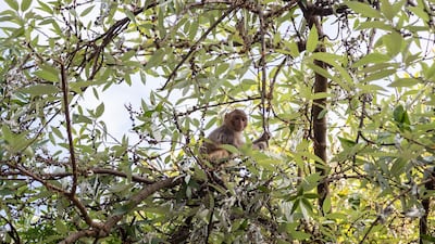 A young rhesus macaque feeds on wild Himalayan Rhea fruits in Dharmsala, India. AP Photo