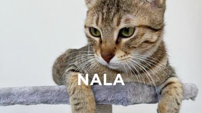 Nala, 9 months, female. Nala enjoys spending her time watching TV snuggled up with her favourite humans (indeed, she was named while watching 'The Lion King'), chasing ping pong balls, lasers and feather teasers, surveying her kingdom from the top of her cat tree and destroying toilet paper. Can be paired with another cat, fine with children