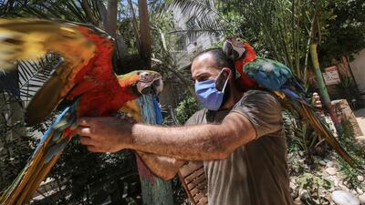 A Palestinian local zoo worker handles Macaws at the premises in Rafah in the southern Gaza Strip. AFP