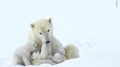 Tender play by Steve Levi, USA. It was early March and Levi spotted this mother polar bear and her two cubs after 10 days of looking. They had recently left their birthing den in Wapusk National Park, Canada, to begin the long journey to the sea ice so their mother could feed. After a nap the cubs were in a playful mood. Steve Levi / Wildlife Photographer of the Year