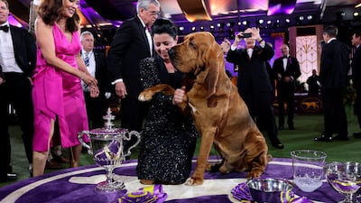 Trumpet the bloodhound, with his handler Heather Helmer, after winning Best in Show at the 146th Westminster Kennel Club Dog Show at the Lyndhurst Estate in Tarrytown, New York. Reuters