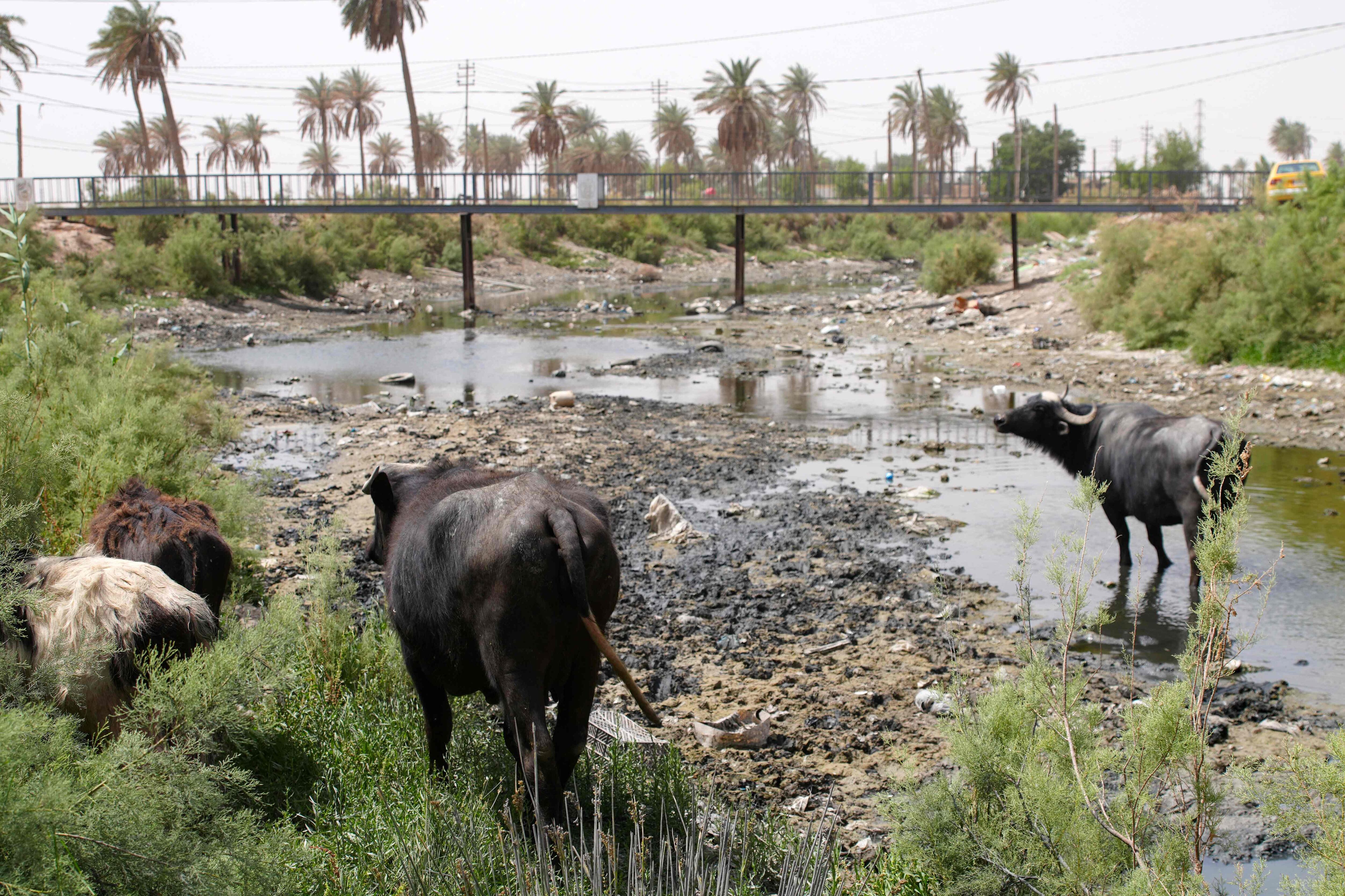 Water buffalo cool down in a stream in Mishkhab