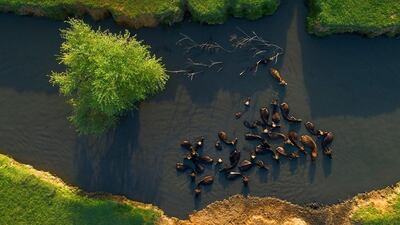 Farid Kamrannia's winning photography. Courtesy HIPA