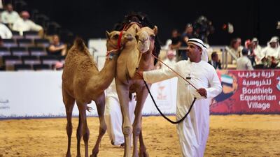 The camel auction has long been one of the highlights at the annual Abu Dhabi Hunting and Equestrian Exhibition. Delores Johnson / The National