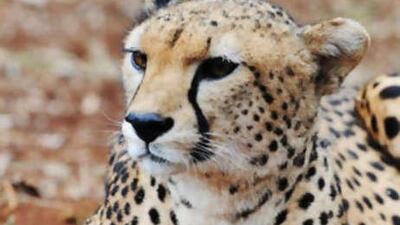 An area on Sir Bani Yas is to be devoted to the predators. If they adapt well, they will be released into the wild.