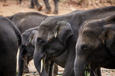 The island nation is home to about 7,400 wild Sri Lankan elephants, and the resort can organise day safaris. Photo: Amanwella