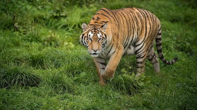 From the taiga to the circus, The Tiger and the Acrobat explores an animal's humanity. AFP