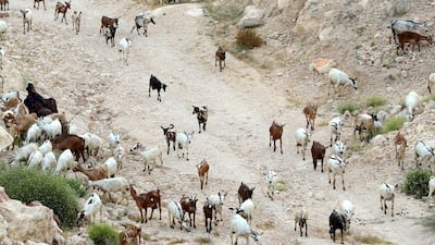 A women hurts goats. The modern south Arabian language of Bathari is spoken by a handful of people from the remote region around Shuwaimiyyah, 300 km west of Salalah, Oman.