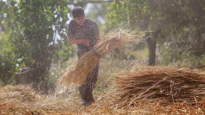 A young Syrian harvests wheat using a sickle in a field in Hamouria. Sameer Al Doumy / AFP