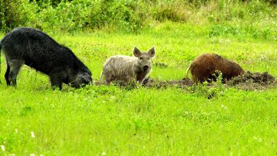 Feral swine have been called the "rototillers" of nature. Their long snouts and tusks allow them to rip and root their way across America in search of food. Unfortunately, the path they leave behind impacts ranchers, farmers, land managers, conservationists, and suburbanites. Photo provide by NASA / US Department of Agriculture
