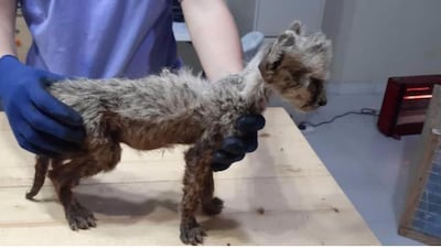 One of the cheetahs recovered from a batch of 12 off the coast of Somaliland in a government anti-trafficking operation was just two-months old. CCF