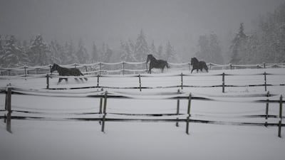 Horses run across a meadow covered with snow in Hohenleiten near Munich, Germany. Reuters