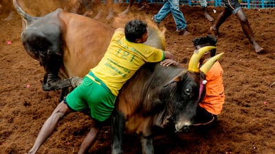 Participants try to control a bull during an annual bull taming event "Jallikattu" in the village of Avaniyapuram, on the outskirts of Madurai in India. AFP