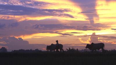 A farmer walks along with their cows on their way back to a farm in Naypyitaw, Myanmar. Aung Shine Oo / AP