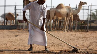 A camel herder collects dung at a farm in Adhen Village, Ras Al Khaimah. REUTERS