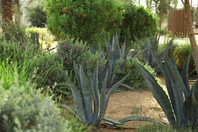 Koa Dubai is Kamelia Zaal’s biggest indigenous plant project to date. Courtesy Kamelia Zaal