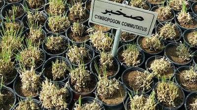 Cymbopogon commutatus. Grass. Indigenous to North Africa and parts of the Middle East. Courtesy of Melanie Hunt