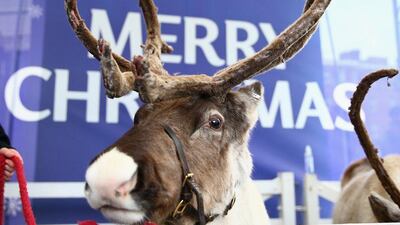 A reindeer is seen outside Stamford Bridge on Saturday prior to Chelsea’s Premier League contest against Sunderland. Clive Mason / Getty Images