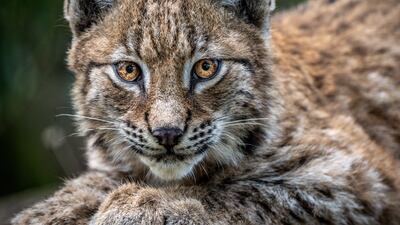 A four-month-old lynx kitten. PA