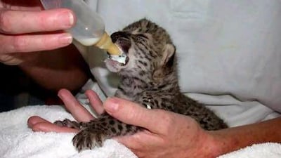 Cubs need permanent observation as they are born blind and very vulnerable.