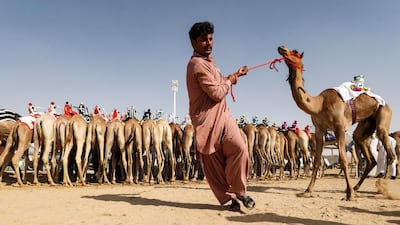 A handler prepares a camel to race during the Liwa 2019 Moreeb Dune Festival in the Liwa desert. AFP