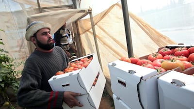 A Palestinian farmer carries boxes of tomatoes from a greenhouse to a lorry for exportation to Israel, in the town of Deir El Balah in the central Gaza Strip. Khalil Hamra/AP Photo