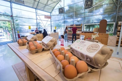 Organic eggs at the Emirates Bio Farm. Leslie Pableo for The National